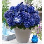 Hydrangea Macrophylla Music Collection "Blue Boogiewoogie"® boerenhortensia
