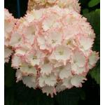 Hydrangea Macrophylla "Charming® Claire Pink"® boerenhortensia