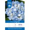 Hydrangea Macrophylla "Endless Summer Blue"® boerenhortensia