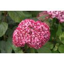Hydrangea Arborescens "Pink Annabelle"® sneeuwbalhortensia