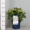 Hydrangea Macrophylla "Magical Harmony Blauw"® boerenhortensia