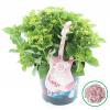 Hydrangea Macrophylla Music Collection "Soft Pink Salsa"® boerenhortensia