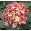 Hydrangea Macrophylla "Charming® Alice Pink"® boerenhortensia