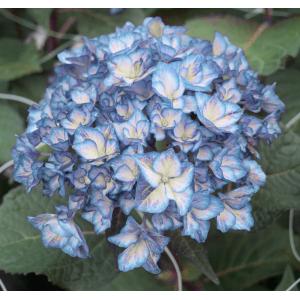 Hydrangea Macrophylla "Charming® Alice Blue"® boerenhortensia