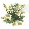 Hydrangea Paniculata "Magical Vesuvio"® pluimhortensia